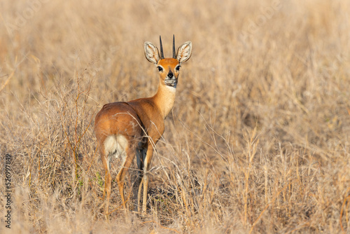 Steenbok standing in high grass in Kruger National Park in South Africa photo