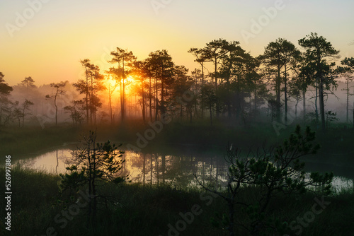 Dramatic artistic sunrise landscape with flooded wetlands  small marsh ponds  moss and bog pines
