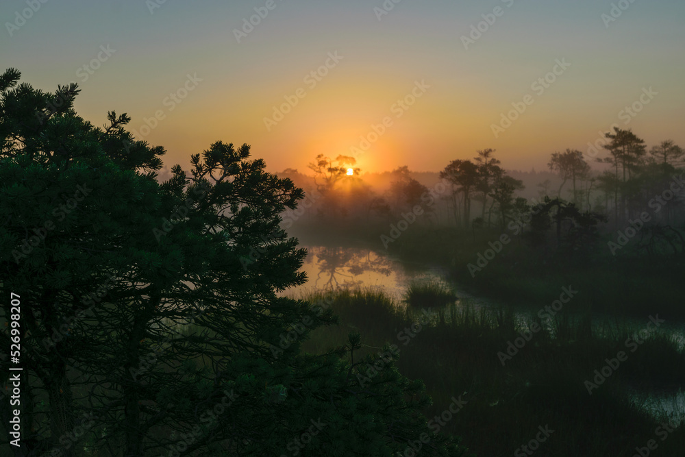 warm sun sunrise in swamp landscape, foggy swamp with summer colors, natural swamp vegetation, swamp pines