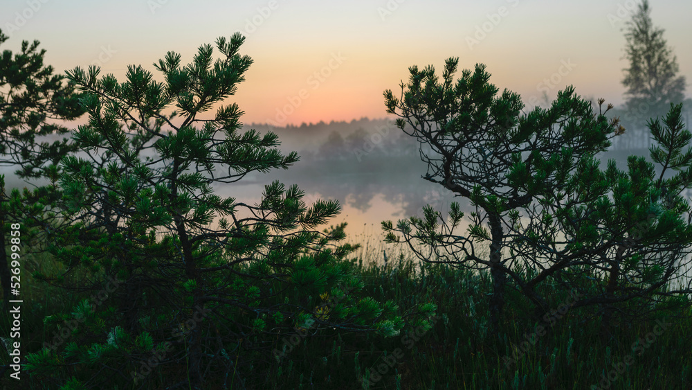 Dramatic artistic sunrise landscape with flooded wetlands, small marsh ponds, moss and bog pines Dramatic artistic sunrise landscape with flooded wetlands, small marsh ponds, moss and bog pines