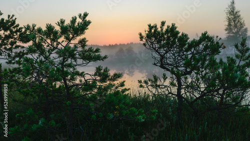 Dramatic artistic sunrise landscape with flooded wetlands, small marsh ponds, moss and bog pines