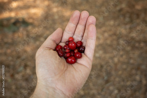 Fresh ripe red forest berries held in man's palm. Close up shot, shallow depth of field, unrecognizable people