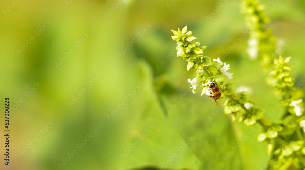 A bee collects pollen from a white flower. A bee flies on a white flower on a blurry background. Seasonal natural scene.