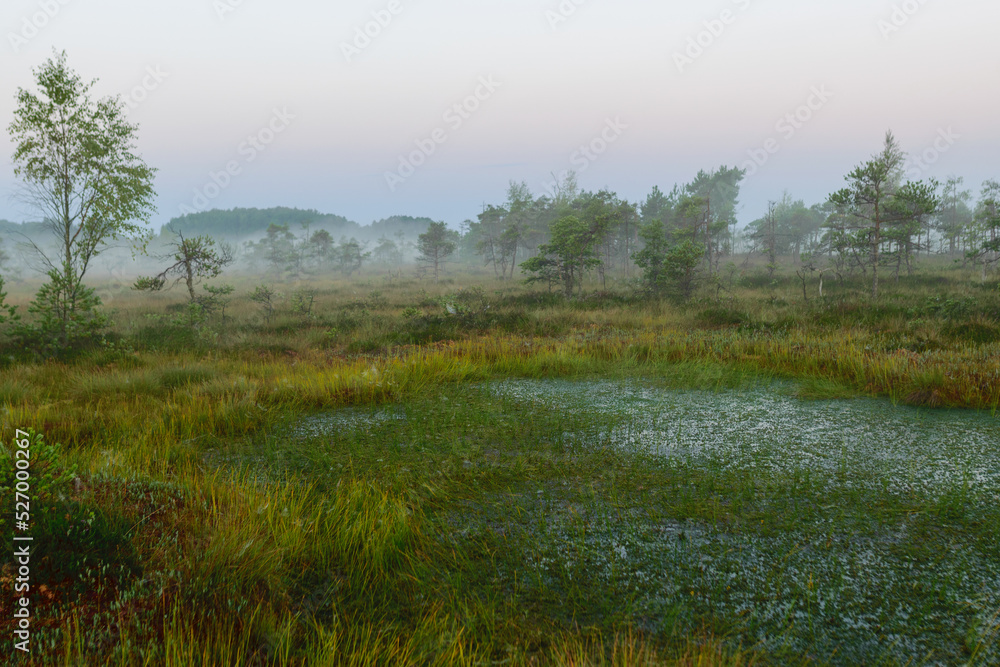 warm sun sunrise in swamp landscape, foggy swamp with summer colors, natural swamp vegetation, swamp pines warm sun sunrise in swamp landscape, foggy swamp with summer colors, natural swamp vegetation, swamp pines