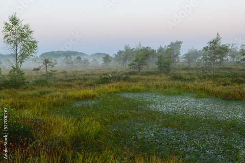 warm sun sunrise in swamp landscape  foggy swamp with summer colors  natural swamp vegetation  swamp pines