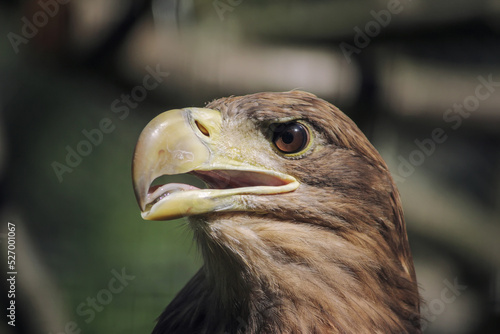 Eagle. Eagle head close up. Hawkeye look.
