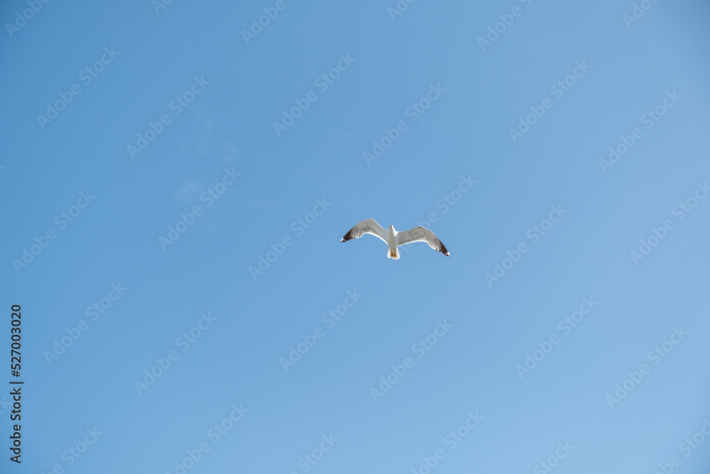 A lonely seagull flies over the blue sky. Seagull hunting fish over the sea. A lonely seagull flies over the blue sky. Seagull hunting fish over the sea.