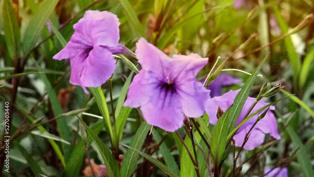 Beautiful purple spring flowers in the field with sun shine Beautiful purple spring flowers in the field with sun shine