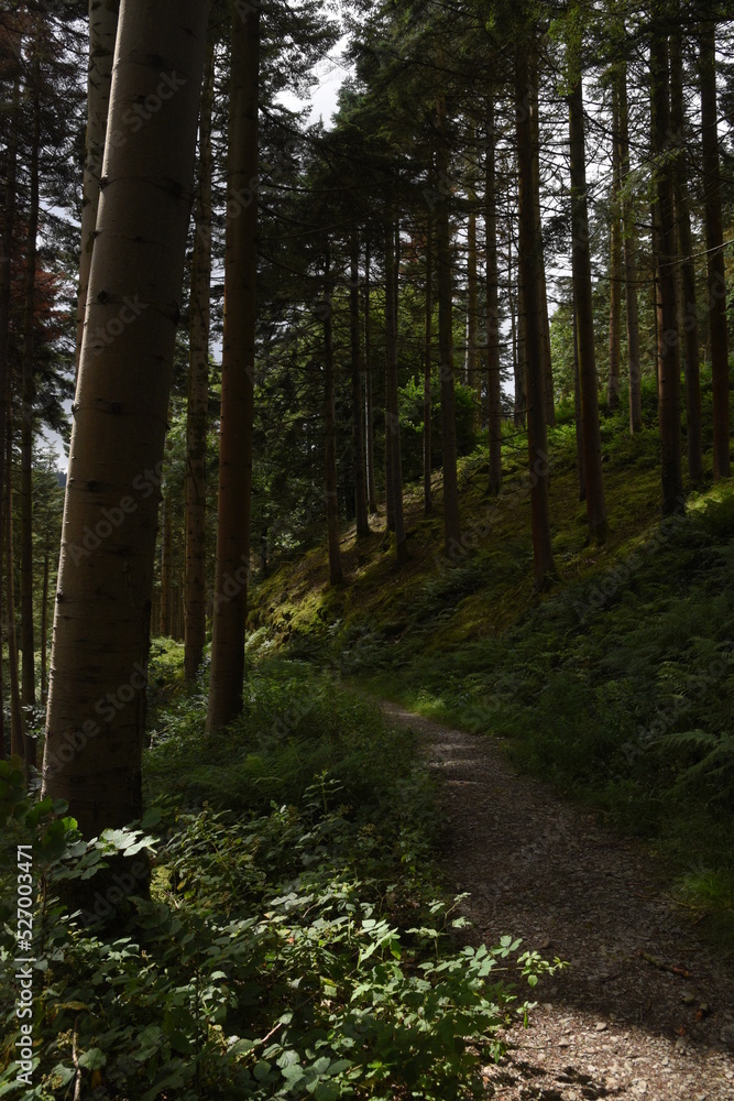 Fototapeta premium the forest path that goes through hafod estate near devils bridge