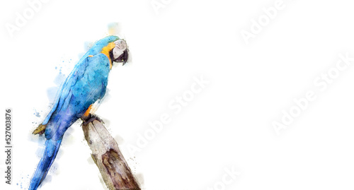 Colorful colorwater drawing Macaw bird background. photo
