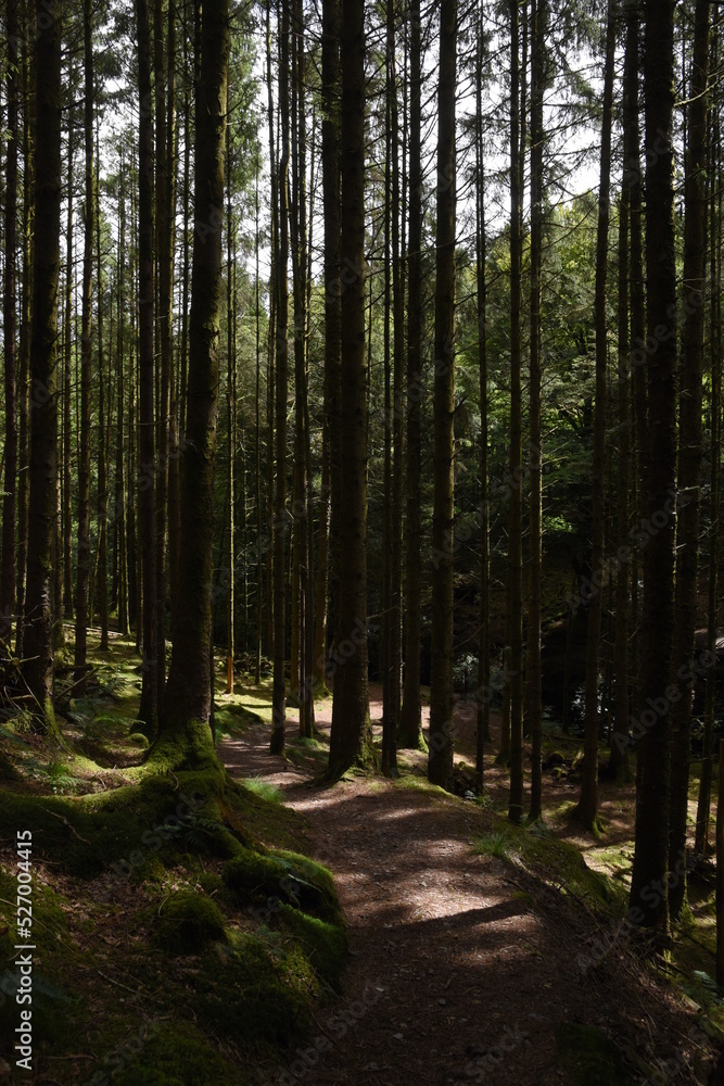 the forest path that goes through hafod estate near devils bridge the forest path that goes through hafod estate near devils bridge