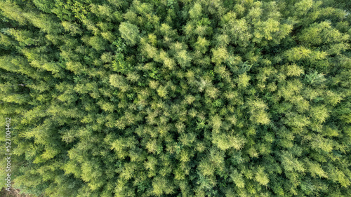 Aerial view of green summer forest with spruce and pine trees in Belgium, Europe, shot by a drone above the treetops. High quality photo