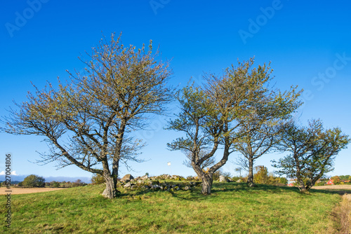 Stone age grave on a hill with trees