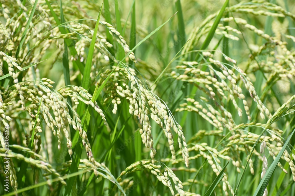 水田、稲作、稲、米、豊作、9月、稲刈り