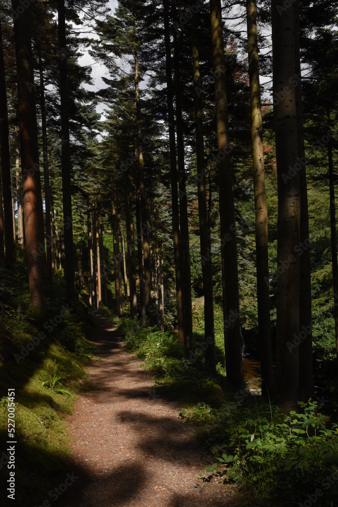 Obraz premium the forest path that goes through hafod estate near devils bridge