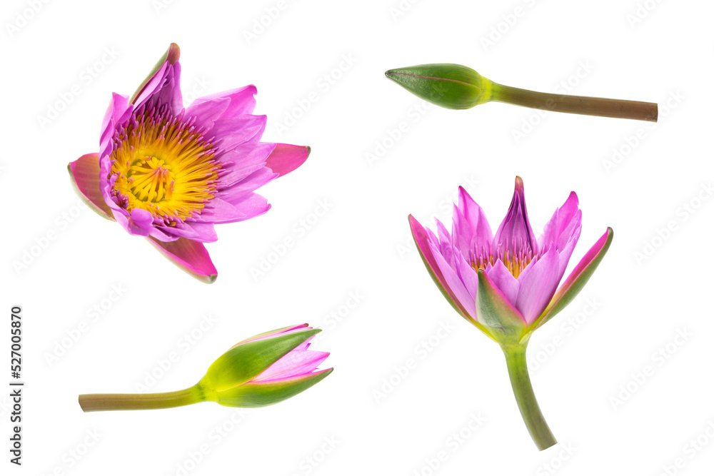 Purple water lily buds and blooming growth closeup Purple water lily buds and blooming growth closeup