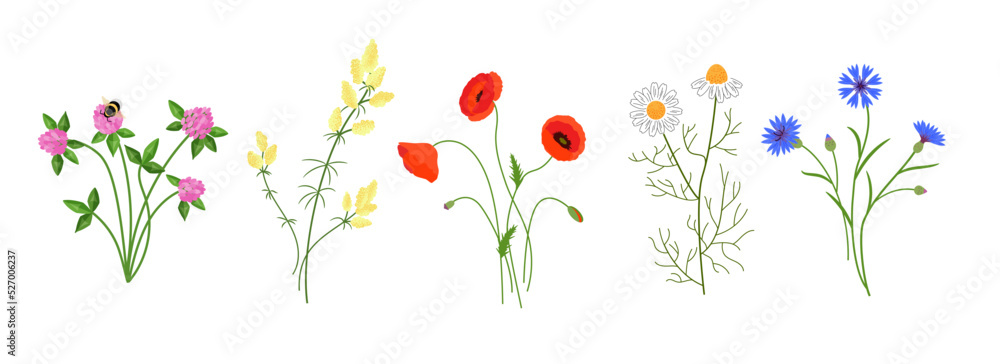 custom made wallpaper toronto digitalSet of meadow flowers. Vector color isolated illustration.