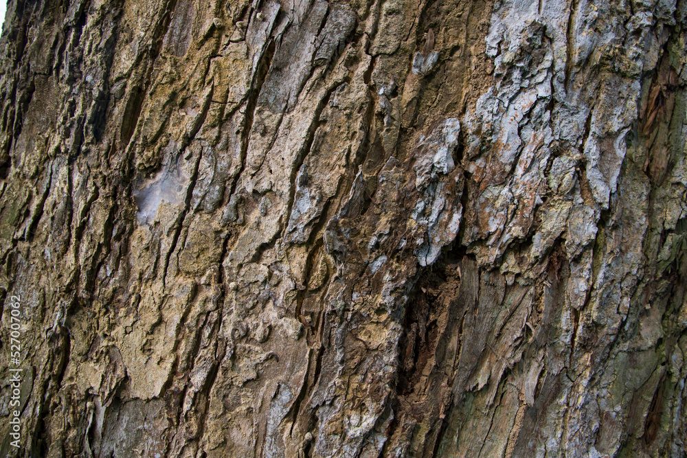The textured background of old Big tree bark The textured background of old Big tree bark