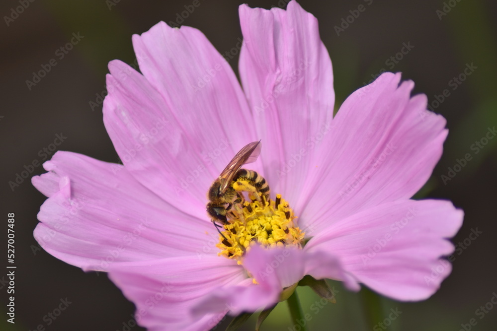 Rosa blühendes Schmuckkörbchen (Cosmos bipinnatus) mit Insekt