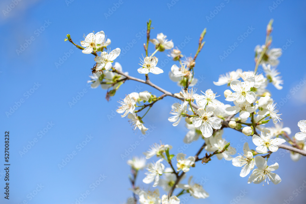 White flowers bloom in the trees. Spring landscape with blooming sakura tree. Beautiful blooming garden on a sunny day. Copy space for text.