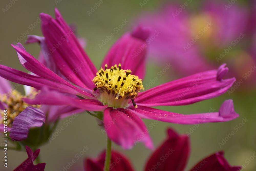 Blühendes Schmuckkörbchen (Cosmos bipinnatus) Blühendes Schmuckkörbchen (Cosmos bipinnatus)