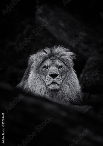 lion head in black and white