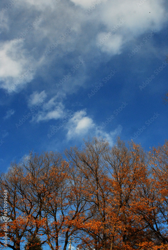 紅葉と青空 紅葉と青空