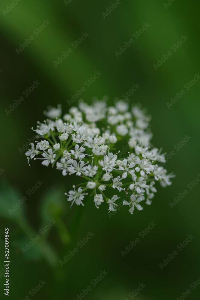 東京ミッドタウンに咲く白いセリの花 東京ミッドタウンに咲く白いセリの花