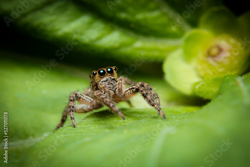 jumping spider on green leaves