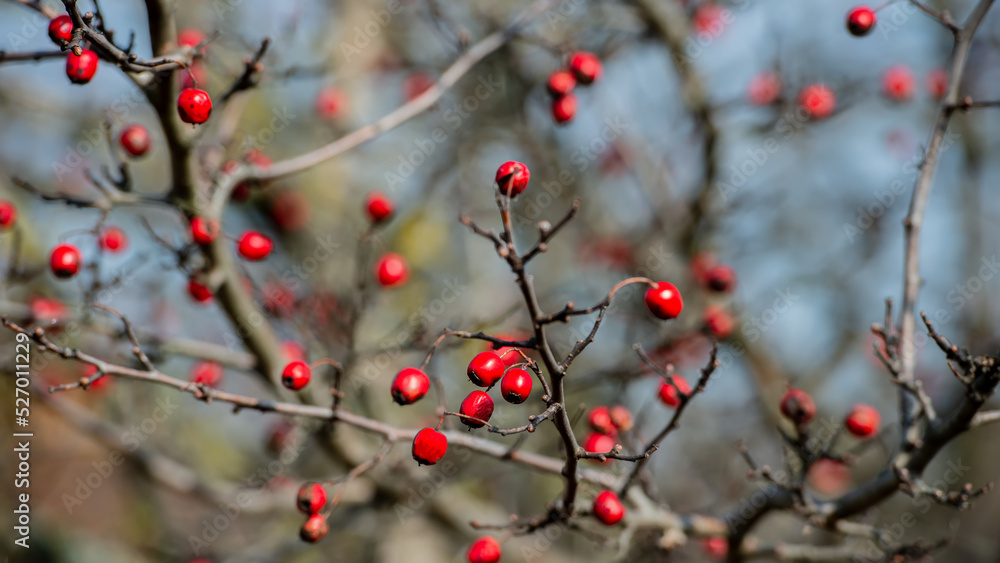 Red hawthorn berries on a branch.