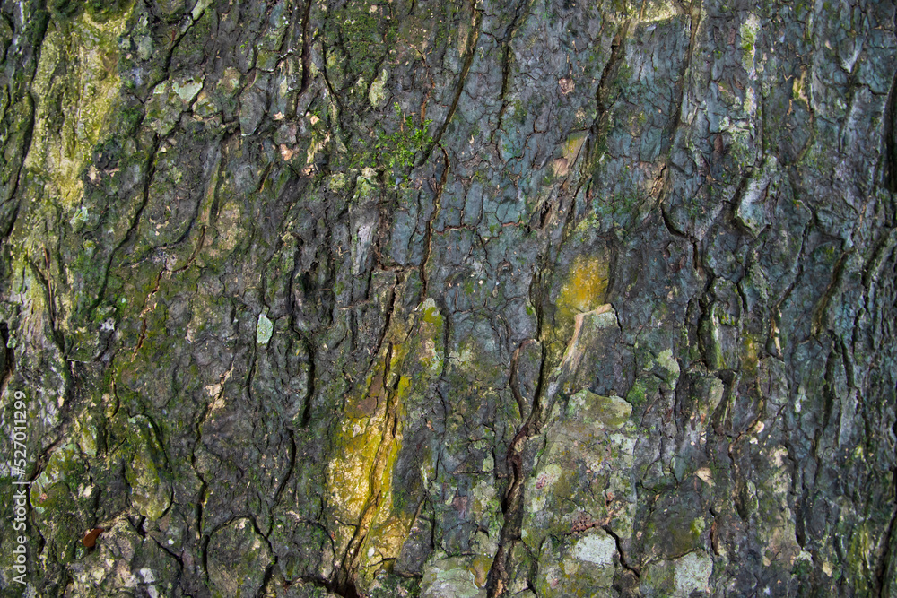 The textured background of old Big tree bark Covered small green Moss The textured background of old Big tree bark Covered small green Moss