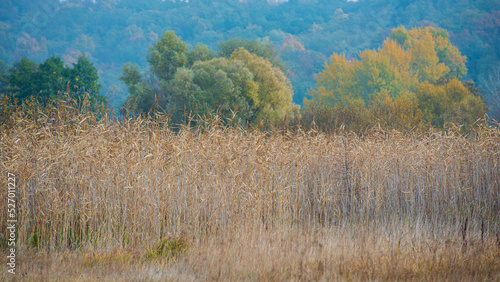 Thickets of reeds on a blurred background of a deciduous forest.