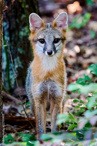 Juvenile Gray Fox Kit (Urocyon cinereoargenteus) in a forest staring at the camera. © Patrick Jennings