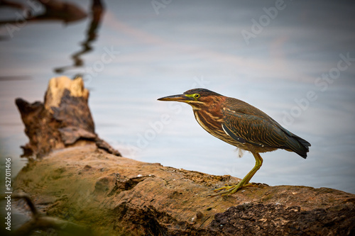 Green Heron (Butorides virescens) stand on submerged log at Lake Chatuge, NC.