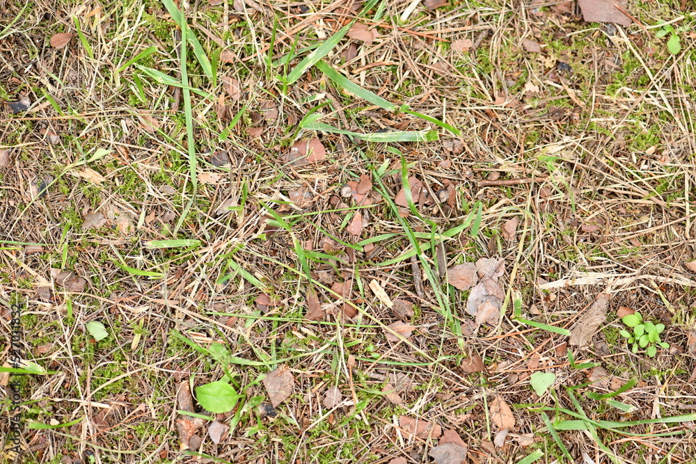 Fototapeta premium Outdoor Lawn Background Natural Land