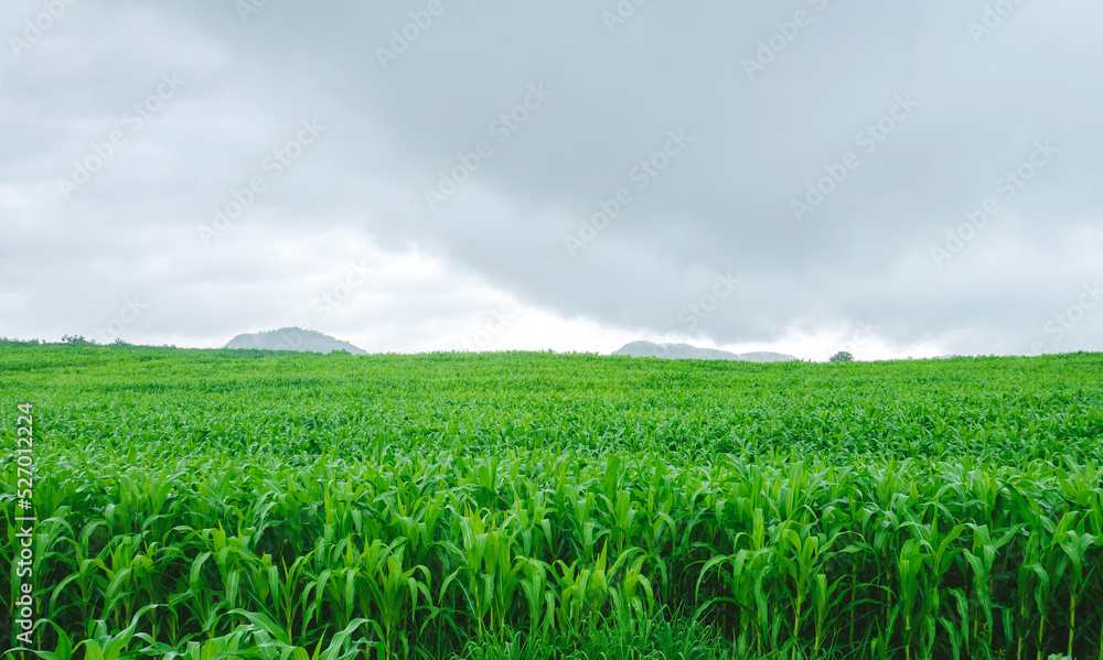 Beautiful corn field farm view On the hills of beautiful mountains and greenery of nature during the rainy season and forest in tropical Thailand, suitable for planting.