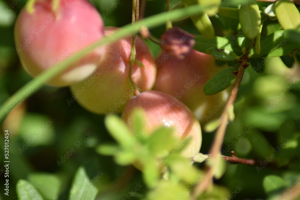 Cranberry - Früchte und Blätter