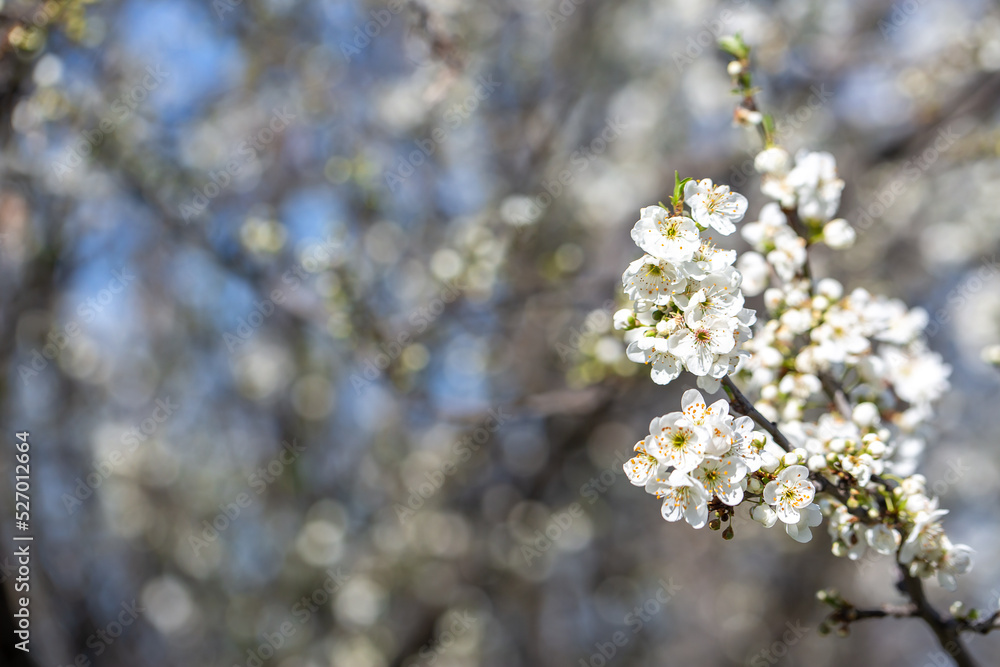 White flowers bloom in the trees. Spring landscape with blooming sakura tree. Beautiful blooming garden on a sunny day. Copy space for text. White flowers bloom in the trees. Spring landscape with blooming sakura tree. Beautiful blooming garden on a sunny day. Copy space for text.
