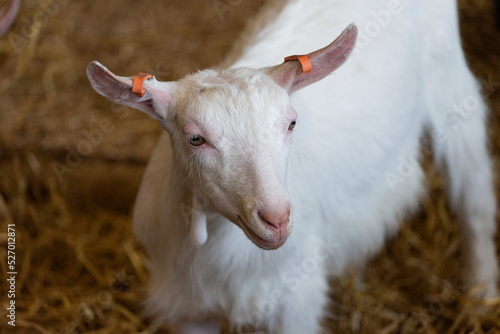 Portrait of a White Goat Farm Animal