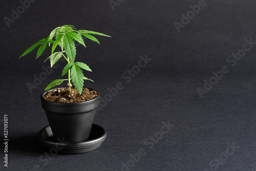Εκτύπωση καμβά Small Medical Marijuana Cannabis Plant in the Vegetative Stage Growing in Pot on