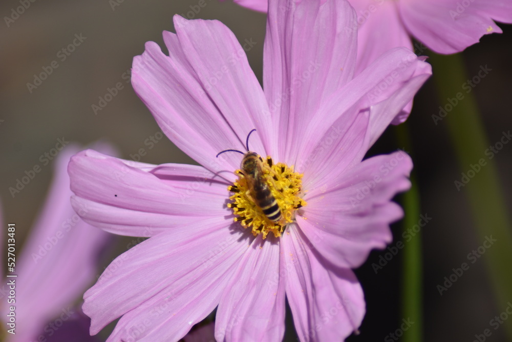 Rosa blühendes Schmuckkörbchen (Cosmos bipinnatus) mit Insekt