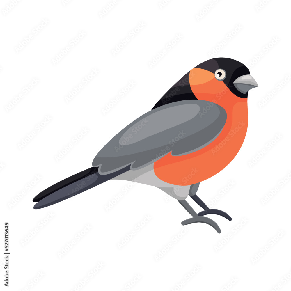 Obraz premium Cartoon sitting bullfinch in flat style. Cute colorful city bird. Isolated element for design. Picture for educational children's book and ornithological encyclopedia. Common European bird.