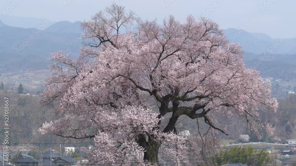 風に揺れる樹齢330年の一本桜（山梨県韮崎市わに塚の桜）
