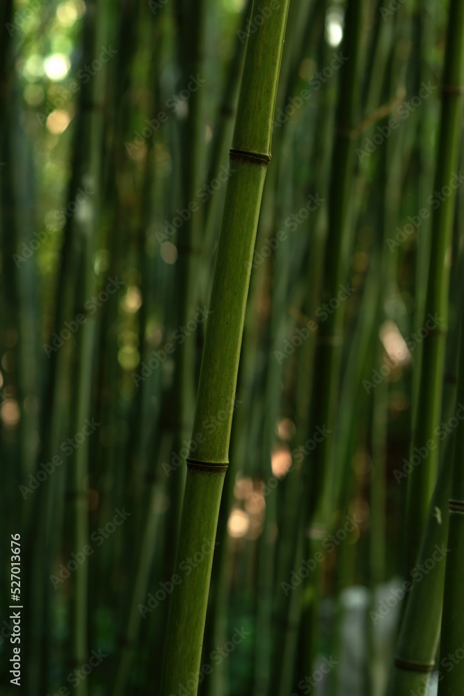Close-up of bamboo stems in summer. Close-up of bamboo stems in summer.