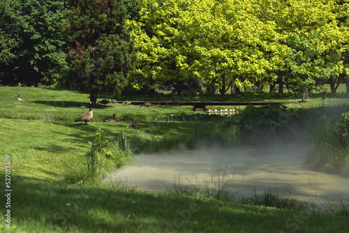 Park with foggy stream and geese in the grass on the bank.