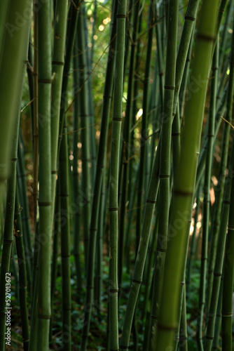 Close-up of bamboo stems in summer.