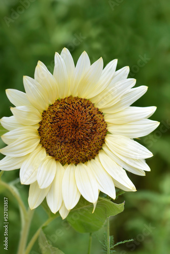 Obraz na płótnie White Nite Sunflower