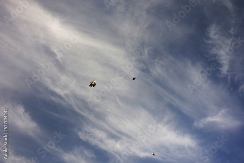 doves pigeons flying on the gorgeous blue cloudy sky