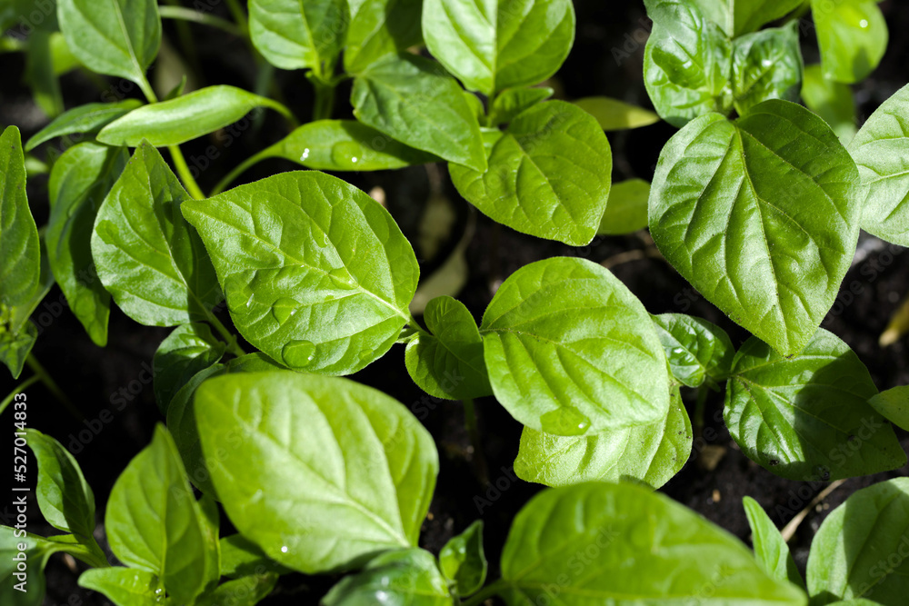 Green juicy seedlings of hot pepper close-up, soft selective focus, top view. Agriculture Green juicy seedlings of hot pepper close-up, soft selective focus, top view. Agriculture
