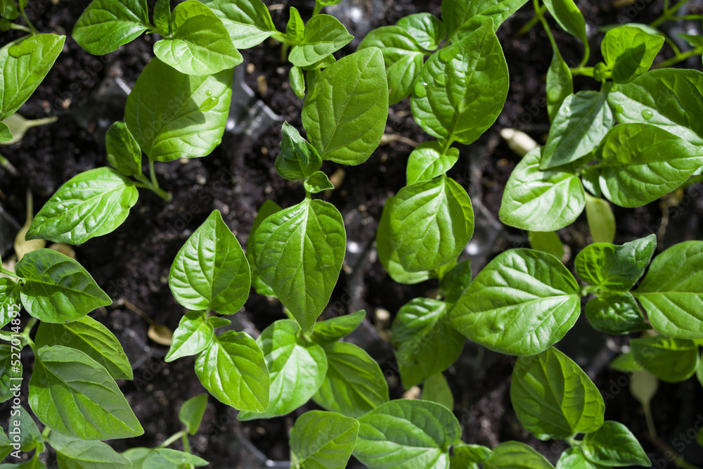 Green juicy seedlings of hot pepper close-up, soft selective focus, top view. Agriculture Green juicy seedlings of hot pepper close-up, soft selective focus, top view. Agriculture